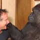 Illustration for article titled The Moral Purpose of Telling Koko the Gorilla How Robin Williams Died